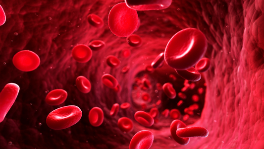 Das Blut in unserem Körper